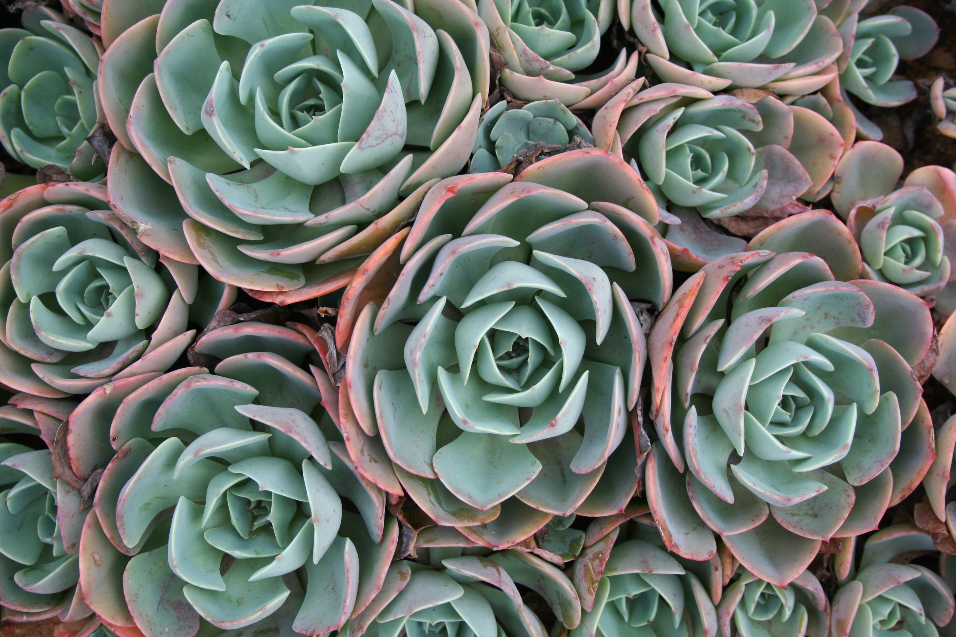 Succulent Plants Background